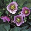 Helleborus Pink Spotted Lady